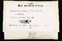 Steccherinum ochraceum image