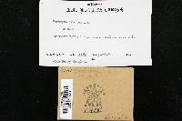 Xeromphalina tenuipes image