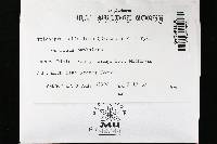 Trichaptum abietinum image