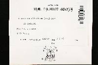 Trichaptum abietinum image