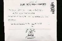 Trichaptum abietinum image