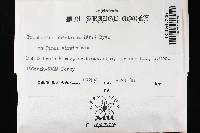 Trichaptum abietinum image
