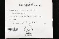 Hymenochaete corrugata image