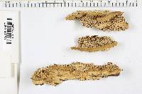 Antrodia malicola image