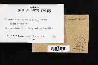 Ampulloclitocybe clavipes image