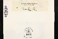 Mollisia dehnii image