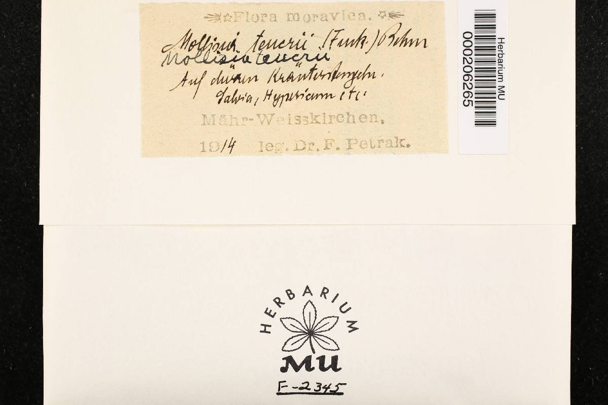Mollisia teucrii image