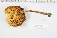 Xerula radicata image