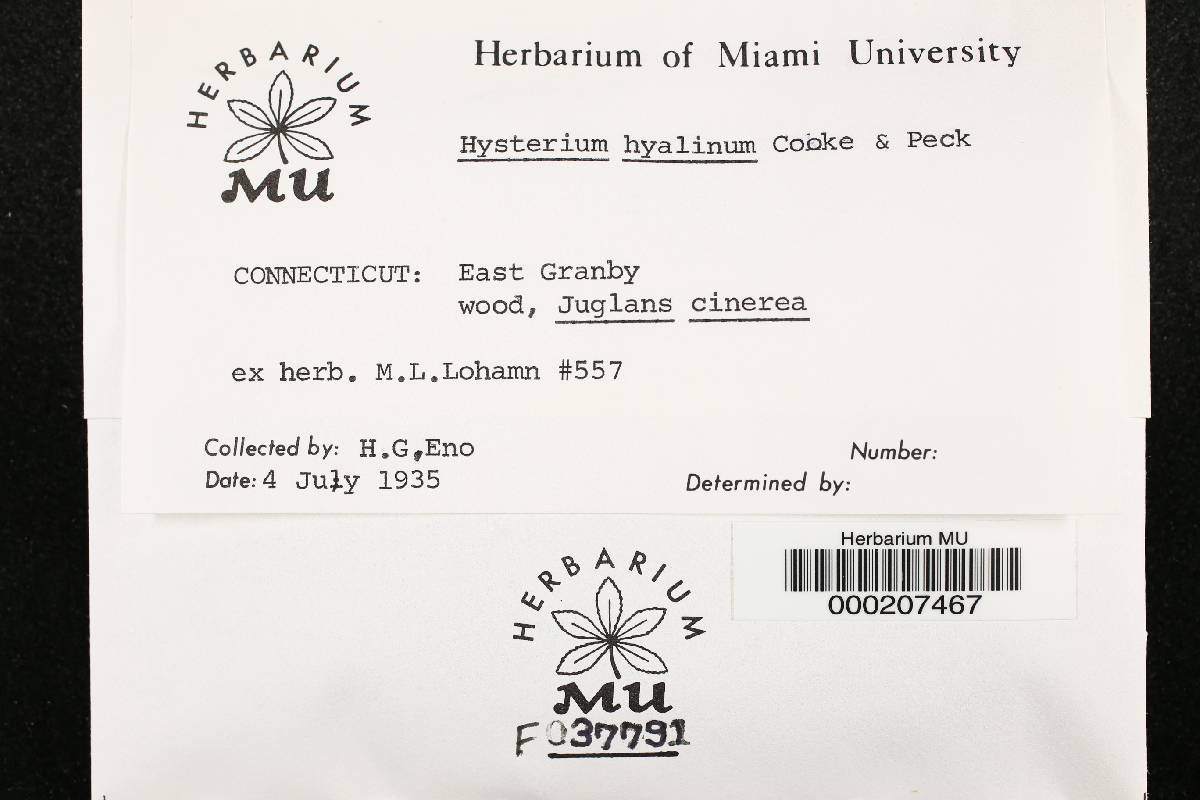 Hysterium hyalinum image