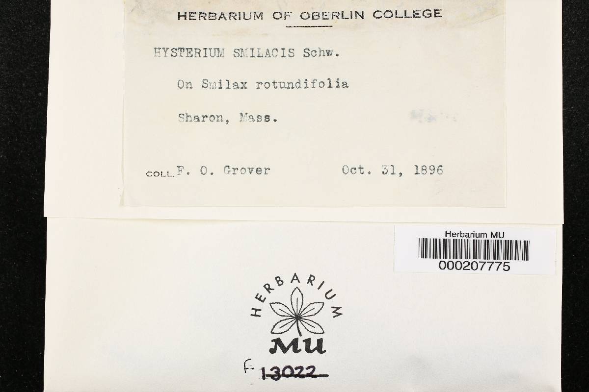 Hysterium smilacis image