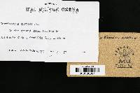 Cortinarius distans image