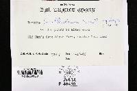 Inocybe lorillardiana image
