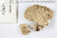 Piptoporus soloniensis image