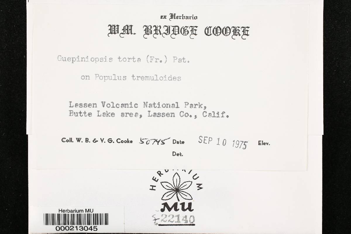Guepiniopsis tortus image