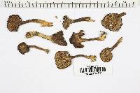 Cantharellus cinereus image