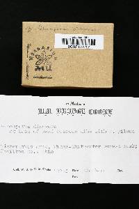 Gloeoporus dichrous image