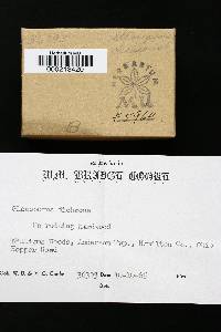Gloeoporus dichrous image