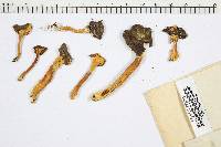 Craterellus lutescens image