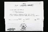 Trichaptum abietinum image