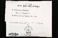 Trichaptum abietinum image