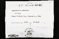 Trichaptum abietinum image