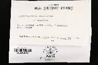 Trichaptum abietinum image