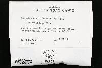 Trichaptum abietinum image