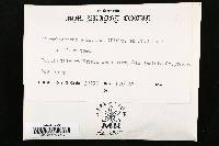 Trichaptum abietinum image