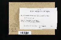Trichaptum abietinum image