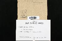 Trichaptum abietinum image