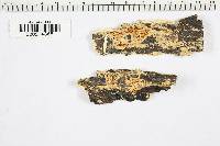 Poria corticola image