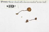 Mycena pura image