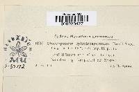 Gloeosporium cylindrospermum image