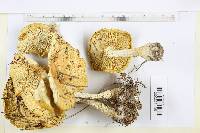 Amanita muscaria f. guessowii image