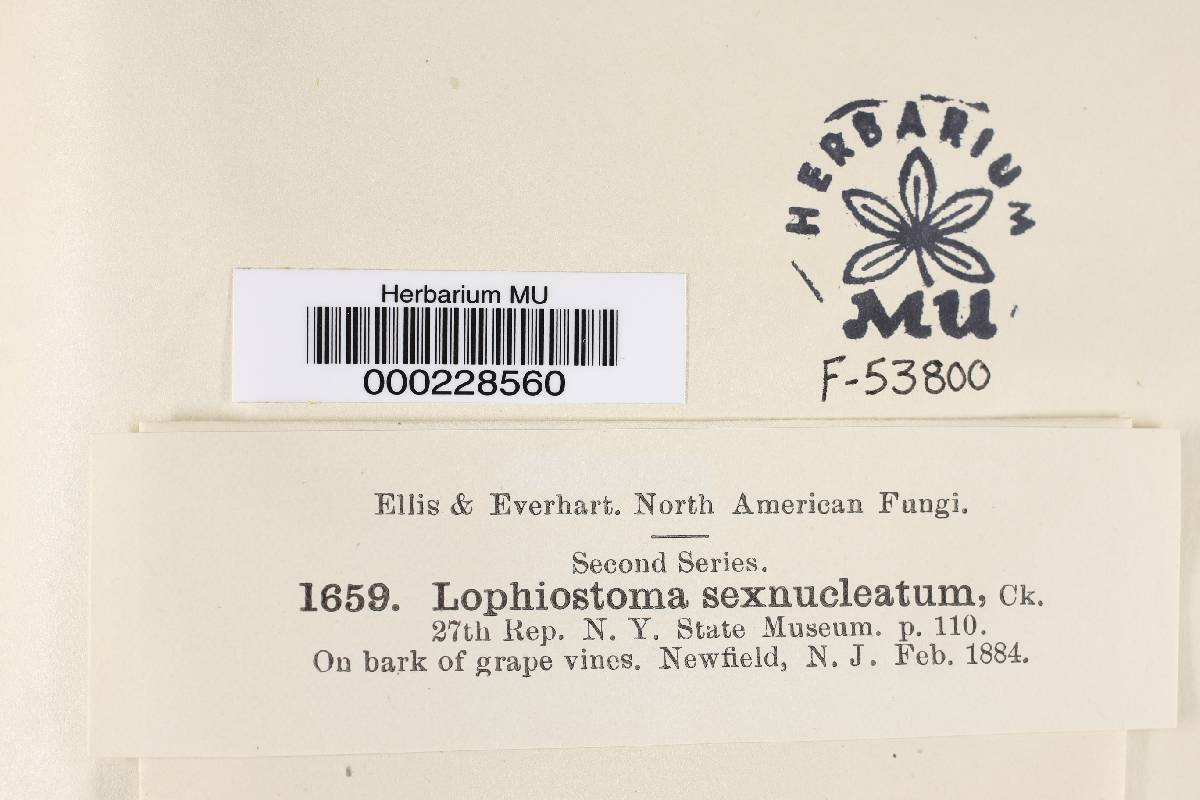 Lophiostoma sexnucleata image