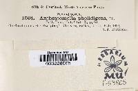 Anthostomella pholidigena image