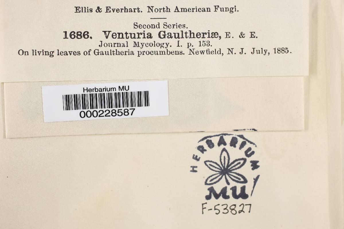 Venturia gaultheriae image