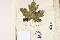 Rhytisma acerinum image
