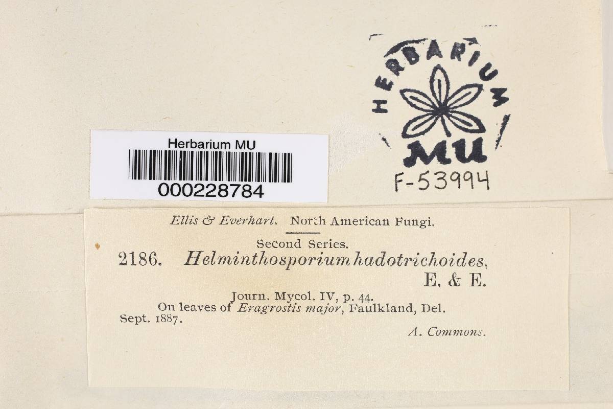Helminthosporium hadotrichoides image