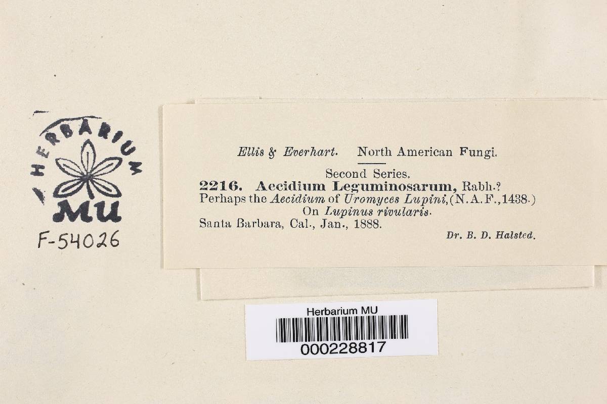 Aecidium leguminosarum image