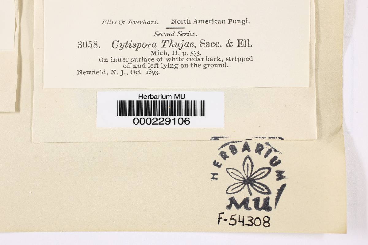 Cytospora thujae image