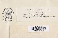 Fenestella princeps image
