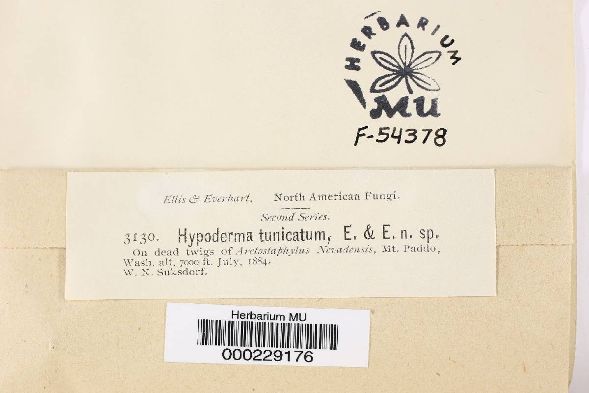 Hypoderma tunicatum image