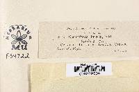 Cucurbitaria ulmicola image