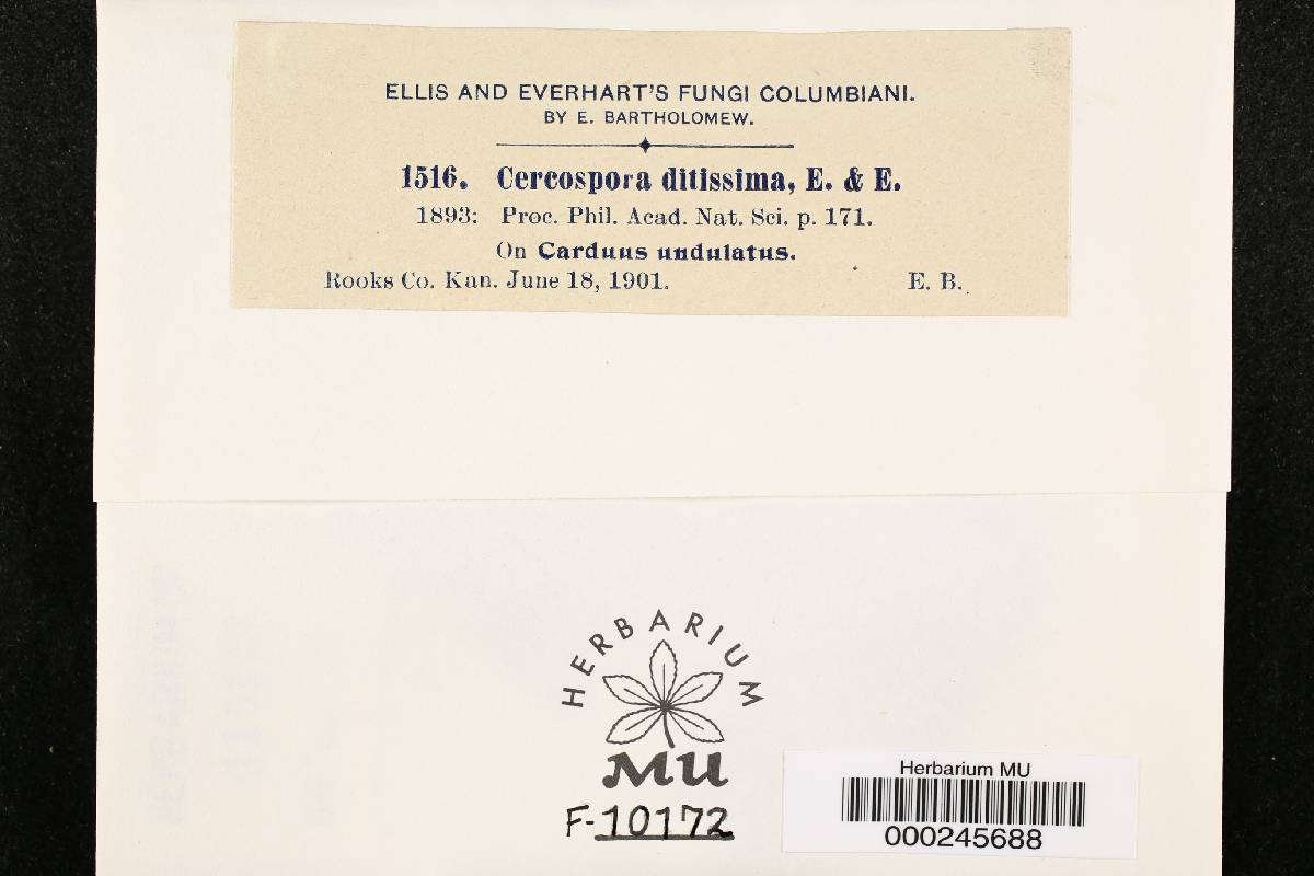 Cercospora ditissima image