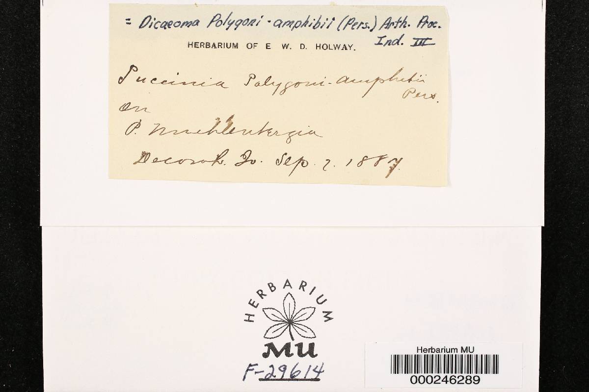 Dicaeoma polygoni-amphibii image