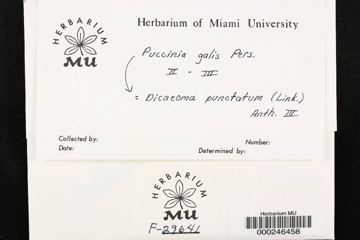 Dicaeoma punctum image