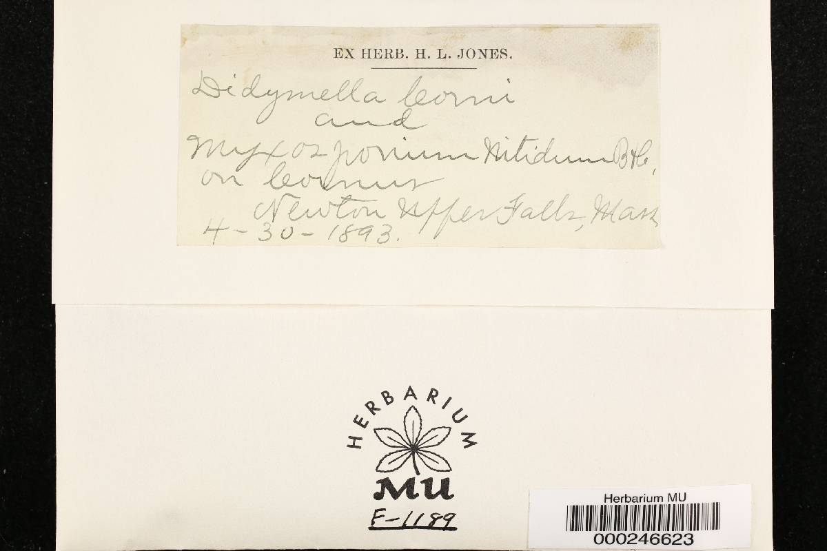 Didymella leonuri image