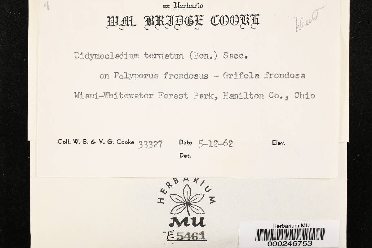 Hypomyces aurantius image