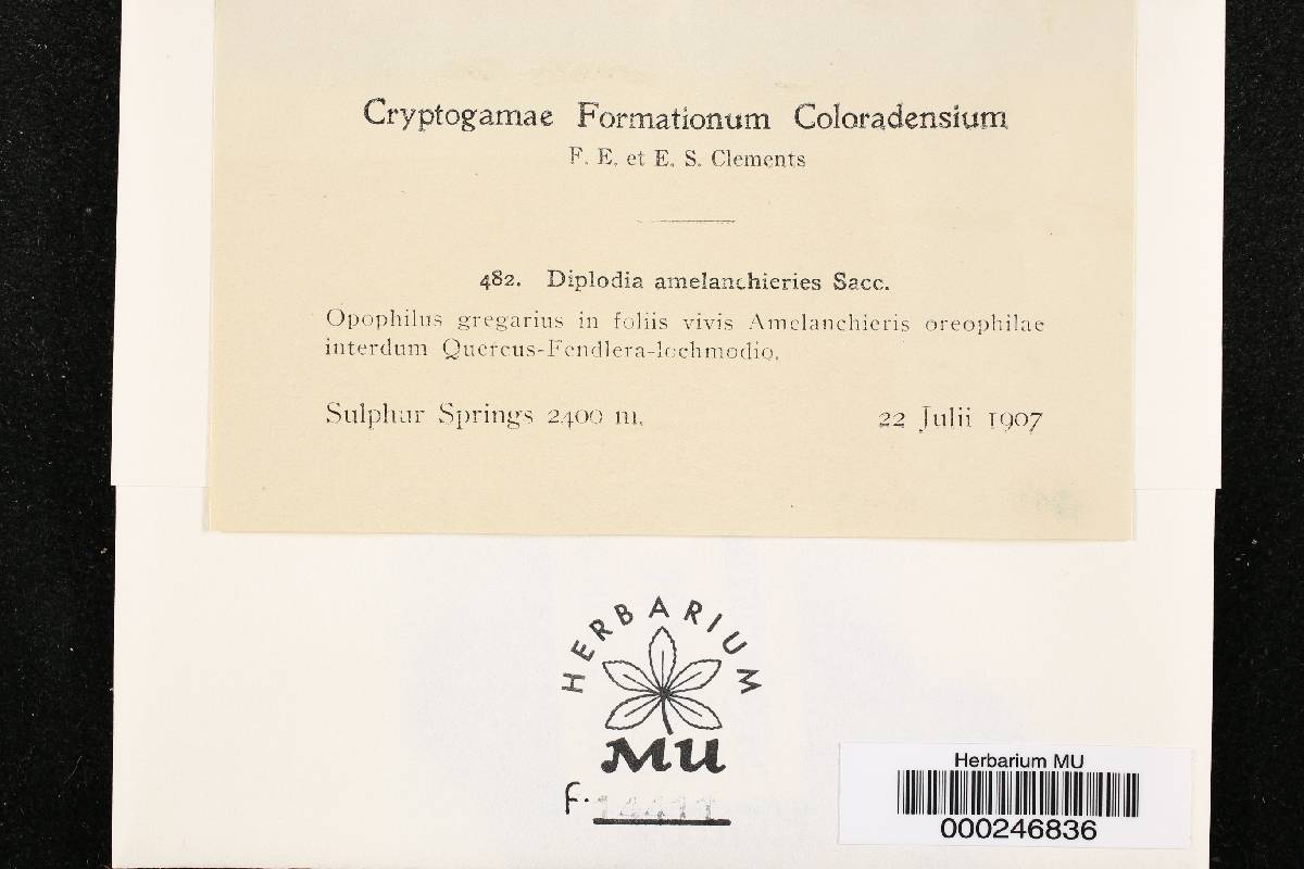 Diplodia amelanchieris image